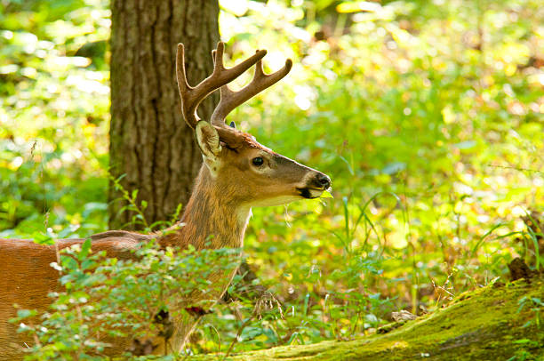 buck, deer, woods