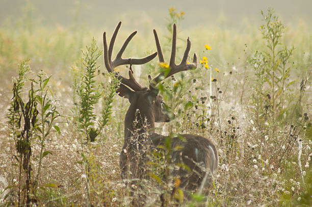 camouflauge branco seguiu buck com veludo. - famous place appalachian mountains autumn awe imagens e fotografias de stock