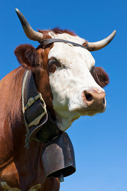 istock Portrait of alpine cow 469829721