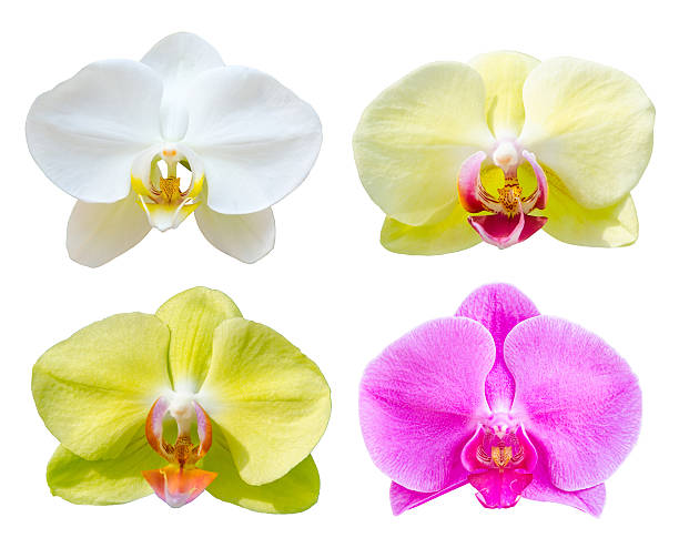 istock Collection of Phalaenopsis orchid flower. 469829842