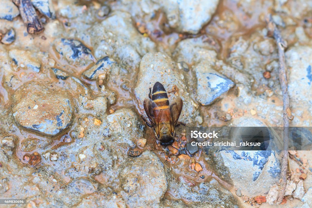 Gros plan Abeille sur le sol - Photo de 2015 libre de droits