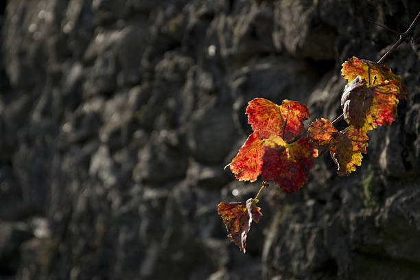 Autumn Leaves stock photo