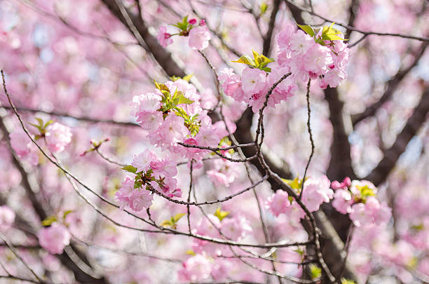 istock Sakura or Japan cherry blossom branches, which will fully 469831162