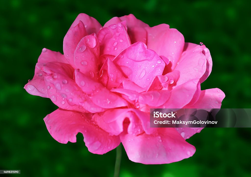 Flower of rose Beautiful gentle flower of rose, illuminated by the sun, in the garden closeup 2015 Stock Photo