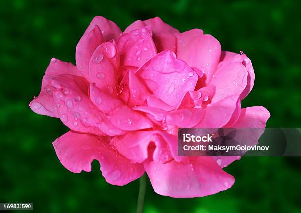 Flower Of Rose Stock Photo - Download Image Now - 2015, Beauty In Nature, Botany