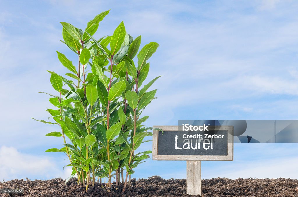 Laurel in the garden with a wooden label 2015 Stock Photo
