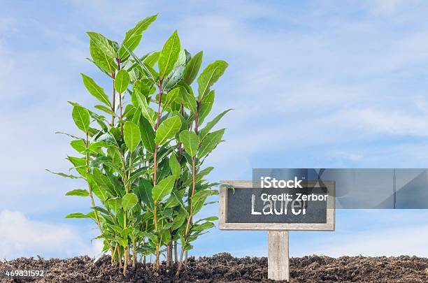 Laurel In The Garden With A Wooden Label Stock Photo - Download Image Now - 2015, Bay Leaf, Bay Tree