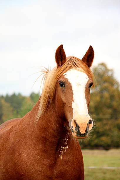 istock Palomino percheron portrait in autumn 469831624