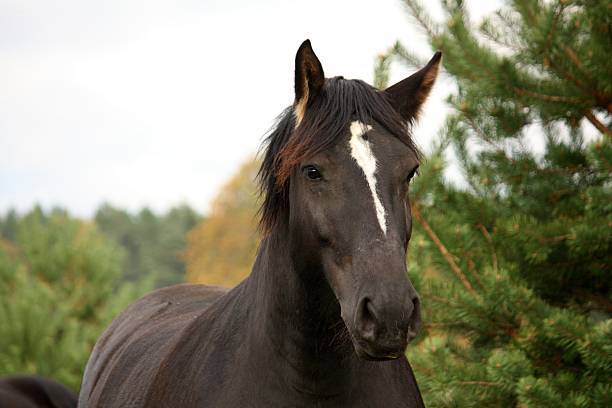 Portrait of beautiful black percheron in autumn