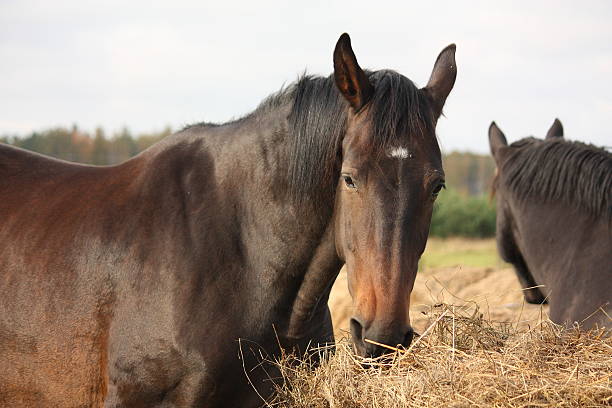 istock Brown horses eating yellow hay 469831698