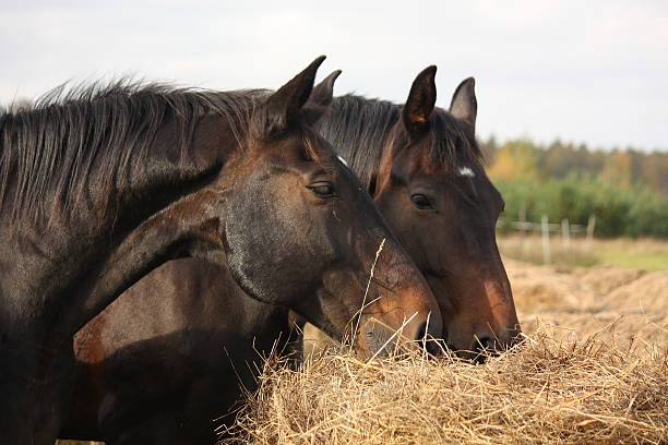 istock Brown horses eating yellow hay 469831706