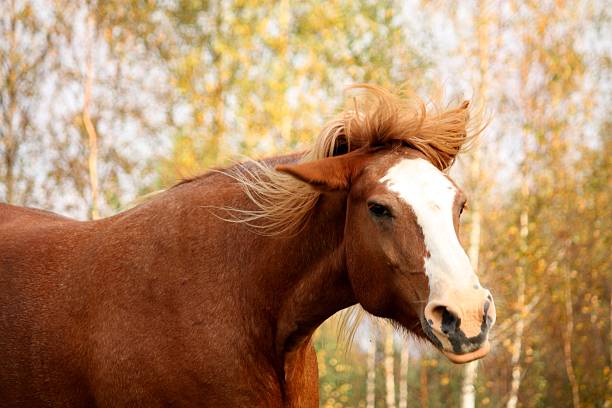 istock Palomino percheron portrait in autumn 469831720