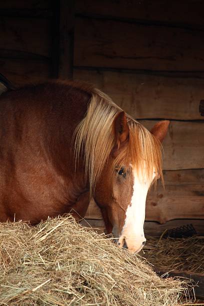 istock Palomino horse eating yellow hay 469831738