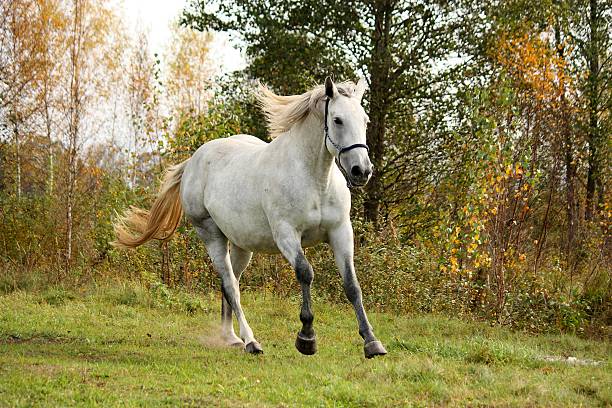 istock White horse galloping free in autumn 469831752