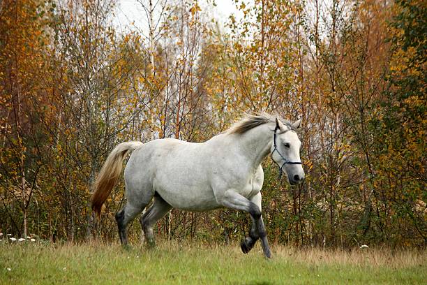 istock White horse galloping free in autumn 469831758