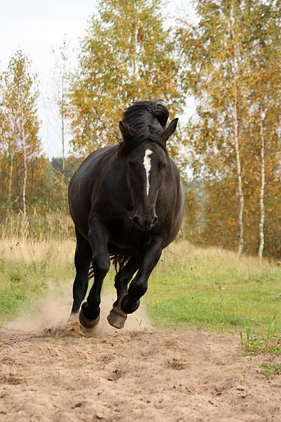 potente galloping percheron en otoño - draft horse fotografías e imágenes de stock