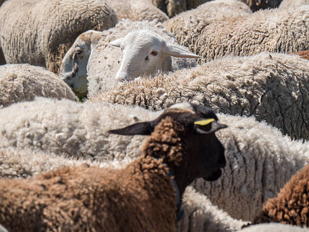 istock Flock of sheep in the field 469834514