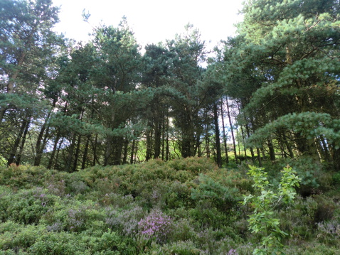 Verdant woodland with spruce trees in the background, a sapling oak and gorse/ shrubs in the foreground. Taken Didsbury Intake, Longdendale Valley, UK.