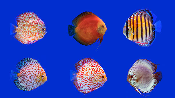 istock Combined Discus Fish, six kinds of discus fish 469837026