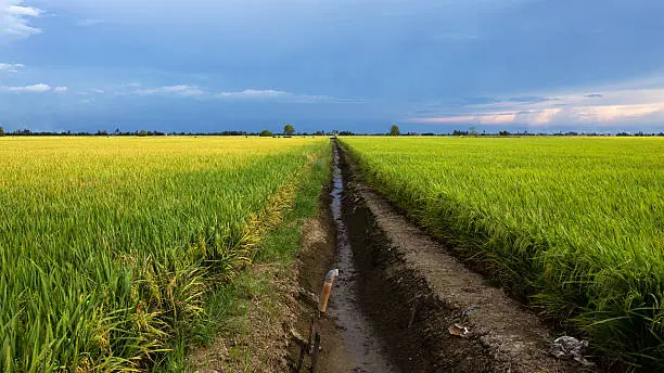 Rice paddy field