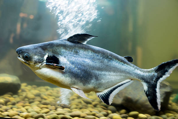 istock Iridescent shark, Striped catfish, Sutchi catfish 469837524