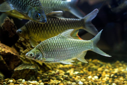 Goldfish Cyprinidae group