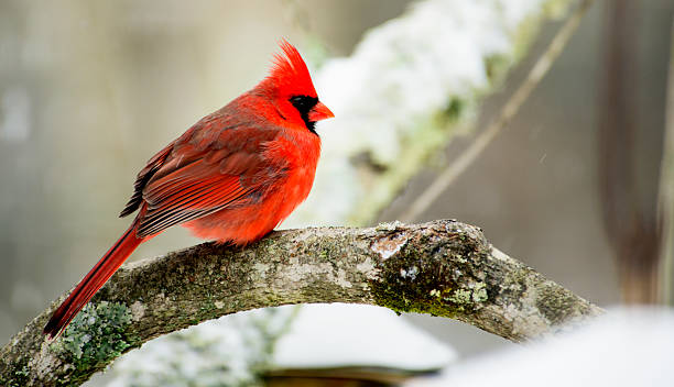 istock Red Cardinal sitting on a limb in the snow. 469838720
