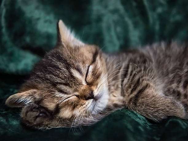 istock Little Kitten Scottish breed asleep in a chair 469838964