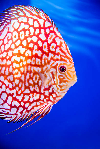 Discus fish , Checkorboard turquoise close-up body Discus fish , Checkorboard turquoise close-up body in the tanks blue background discus fish stock pictures, royalty-free photos & images