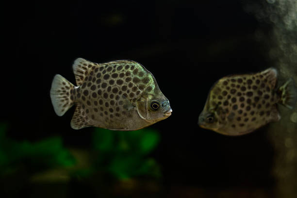 istock Spotted scat fish, Scatophagidae Thailand,river fish 469839208