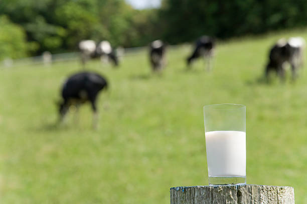Cows on ranch and glass of milk stock photo