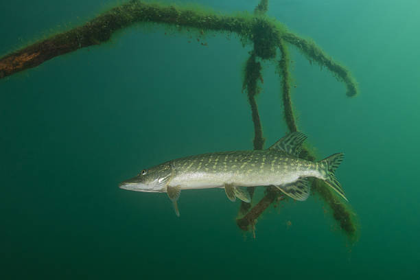 istock Pike (Esox lucius) and wood branch 469840377