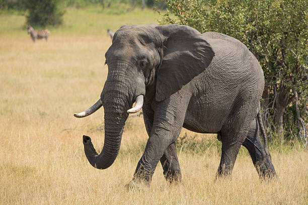 istock African Elephant (Loxodonta africana) Mala South Africa 469841741