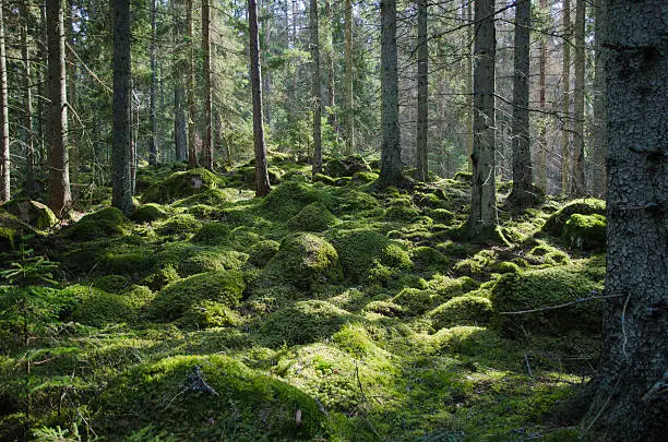 Mossy stones and tree trunks in a coniferous forest in the Swedish province Smaland