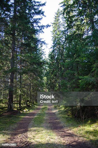 Tracks In A Coniferous Forest Stock Photo - Download Image Now - 2015, Beauty In Nature, Colors