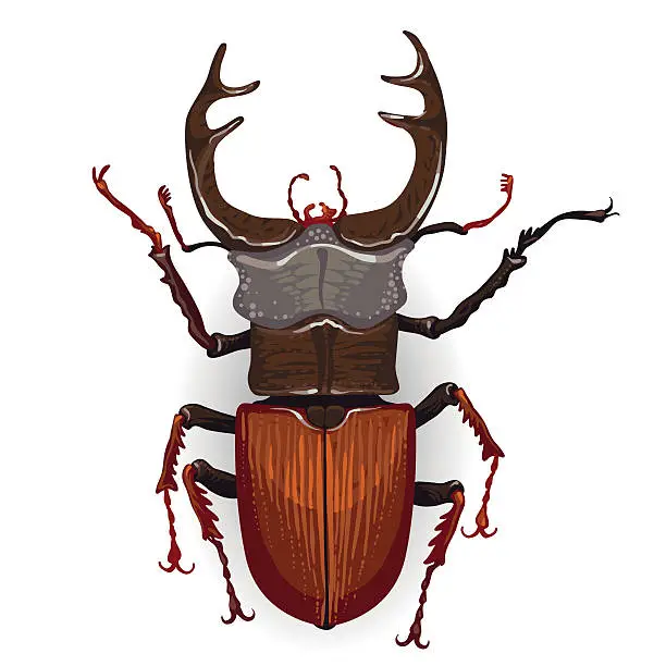 Vector illustration of Colorful vector drawing of stag beetle.