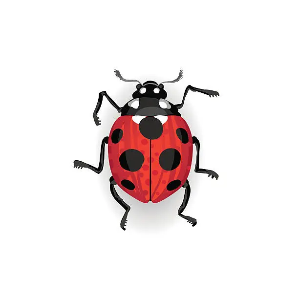 Vector illustration of Colorful vector drawing of red ladybird.