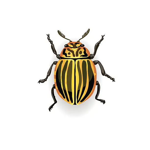 Vector illustration of Colorado potato beetle.