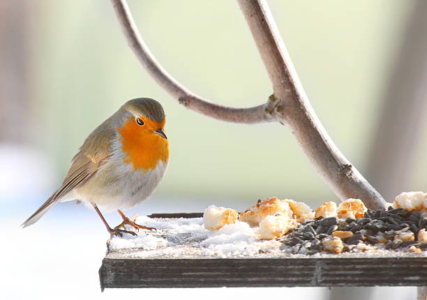 Bird feeding. The European Robin (Erithacus rubecula) on a bird table. tit stock pictures, royalty-free photos & images