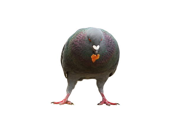 istock pigeon with bread in beak over white 469843432