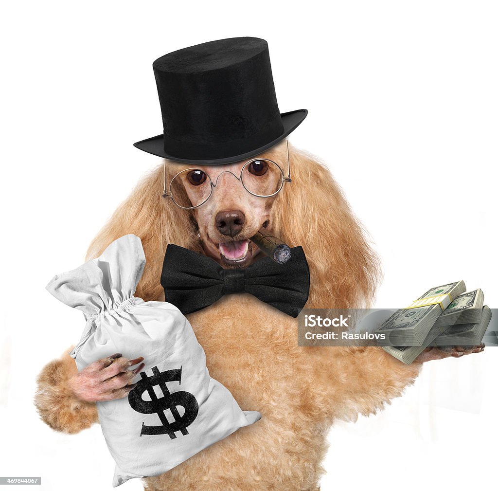 money dog holding Dog paw holding bag with dollars and the other paw packs of dollars. Animal Stock Photo