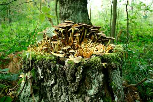 Hallimasch, mushrooms, forest, honey mushrooms, honey mushroom, September, remedy, edible, edible mushroom, raw poisonous, inedible