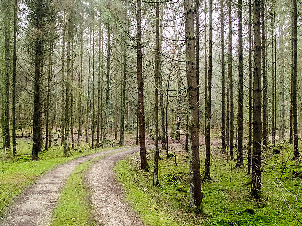 floresta - altmühltal imagens e fotografias de stock