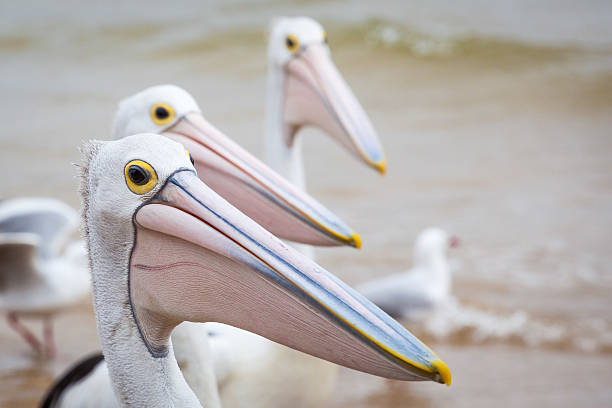 istock Closeup of Australian Pelican 469845505