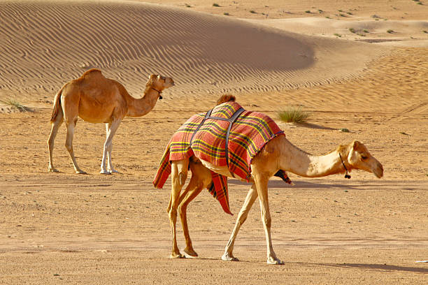 istock Camels in Wahibah Desert, Oman 469846599