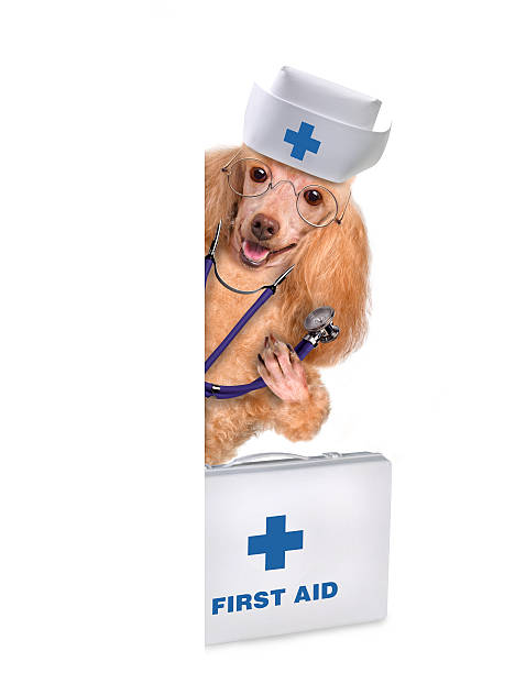 cane con un kit di primo soccorso - dog first aid first aid kit assistance foto e immagini stock