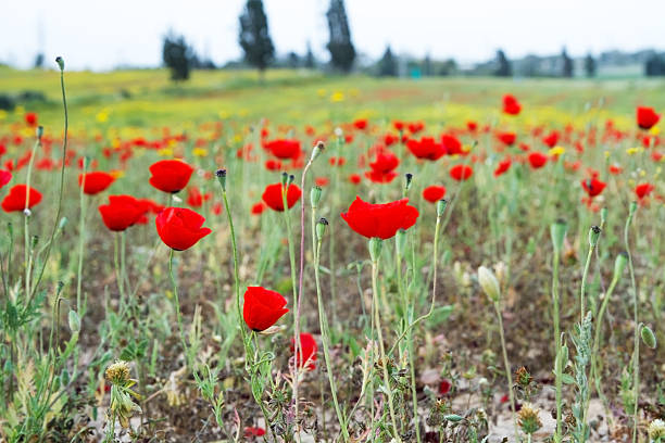 istock Wild red poppy and white daisy flowers . 469849124