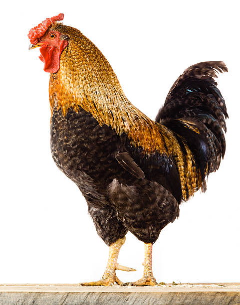 istock Rooster isolated on white background 469854460