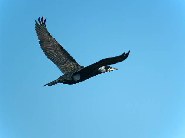 istock great cormorant (Phalacrocorax carbo 469854722