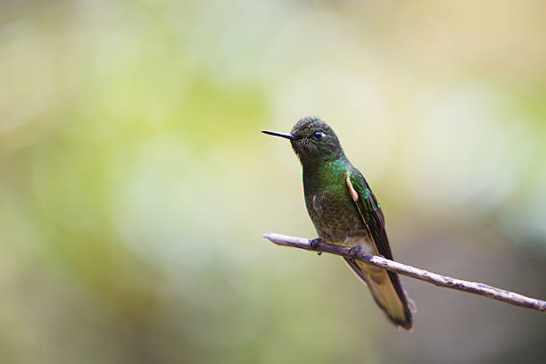 istock Hummingbird, Colombia 469854912